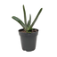 Succulent Gasteria Little Warty