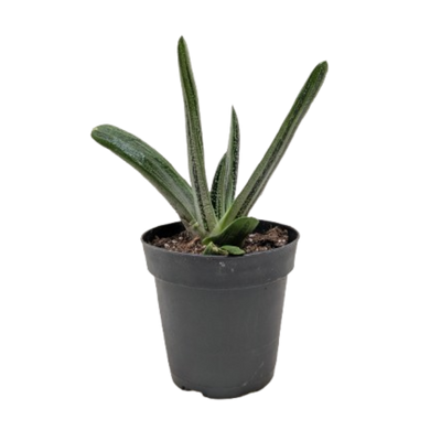 Succulent Gasteria Little Warty
