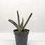 Succulent Gasteria Little Warty