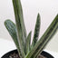 Succulent Gasteria Little Warty