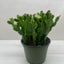 Zygocactus 'Christmas Cactus'