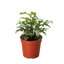 Syngonium 'Three Kings'