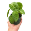 Syngonium 'Ice Frost'