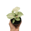 Syngonium 'Milk Confetti'