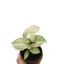 Syngonium 'Milk Confetti'
