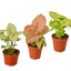 3 Different Syngonium Plants - Arrowhead Plants / 4" Pot / Live Plant