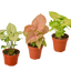 3 Different Syngonium Plants - Arrowhead Plants / 4" Pot / Live Plant