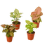 4 Different Syngonium Plants - Arrowhead Plants / 4" Pot / Live Plant