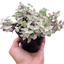 Tradescantia Callisia 'Pink Panther'