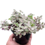 Tradescantia Callisia 'Pink Panther'