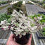 Tradescantia Callisia 'Pink Panther'