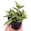 Tradescantia 'Tricolor'