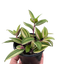 Tradescantia 'Tricolor'