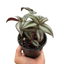 Tradescantia Zebrina 'Wandering Dude'