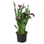 Calla Lily