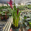 Calla Lily