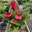 Calla Lily