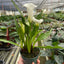 Calla Lily