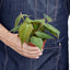 Philodendron ‘Velvet’ | Lush Trailing Foliage Plant