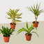 4 Different Dracaenas Variety Pack - Live House Plant - 4" Pot
