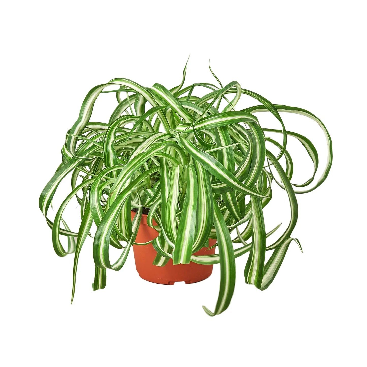 Spider Plant 'Bonnie' | Pet-Safe, Trailing Purifier