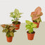 4 Different Syngonium Plants - Arrowhead Plants / 4" Pot / Live Plant