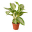 Chinese Evergreen 'Silver Bay'