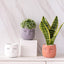 Head Design Planter Pot with Drainage Hole, Elegant Cement Face Planter for Flower (Grey)