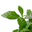 Arabica Coffee | Easy-Care Indoor Bean Plant