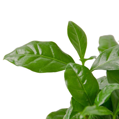 Arabica Coffee | Easy-Care Indoor Bean Plant