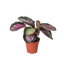 Calathea roseopicta 'Silvia'