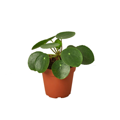 Pilea Peperomioides | Pet-Friendly & Compact