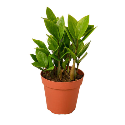 ZZ Plant | Low-Light, Hardy Air-Purifying Plant