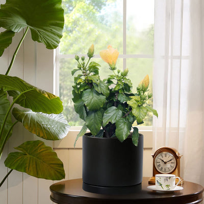 Stylish 8-Inch Matte Black Ceramic Planter Pot with Drainage Hole & Saucer - Perfect for Indoor Plants like Snake Flower, Monstera, and Fiddle Leaf Fig!