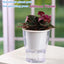 3 Packs 7" Large Clear Self-Watering Planters African Violet Pots Plastic Plant Pots Wicking Flower Pots for Indoor Plants, Herbs, African Violet, Ocean Spider Plant, Orchid Pot, Clear and White