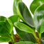 Peperomia Thailand | Pet-Safe, Easy-Care Desk Plant