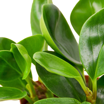 Peperomia Thailand | Pet-Safe, Easy-Care Desk Plant