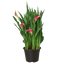 Calla Lily