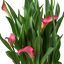 Calla Lily