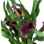 Calla Lily