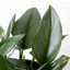 A small houseplant (e.g., a succulent or herb) thriving in the white 6-inch self-watering planter, demonstrating its use.