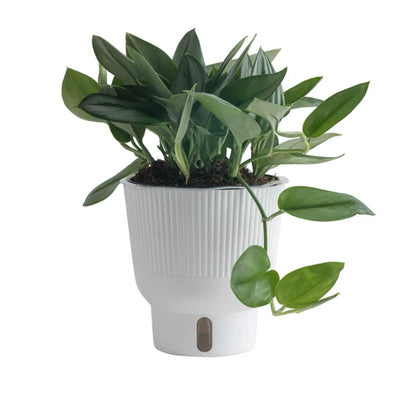 A clean, white 6-inch self-watering planter, showcasing its modern design.