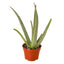 Aloe Vera | Healing Succulent for Easy Indoor Care