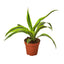 Dracaena Deremensis 'Lemon Lime'