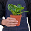 Peperomia Thailand | Pet-Safe, Easy-Care Desk Plant