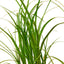 Ponytail Palm – Drought-Tolerant Sculptural Indoor Tree