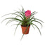 Bromeliad Cyanea 'Pink Quill'