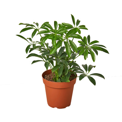 Schefflera ‘Umbrella’ | Easy-Care Indoor Tree