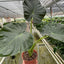 Alocasia 'Regal Shields' - Majestic Elephant Ear Plant