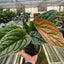 Anthurium 'Radicans x Luxurians'